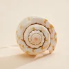 Women Versona Large Shell Ring